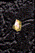 Diamond Power Focus