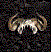 Drachenhelm