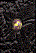 Eye of the Tiger