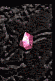 Ruby Power Focus