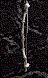 Lancewood Composite Bow