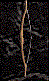Cedar Reflex Bow +1