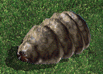 Sandlord