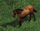 Wild Horse