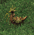 Kraanian Milipede