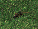 Drain Rat