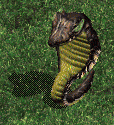 Poisonous Snake