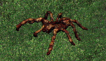 Quentin Tarantula