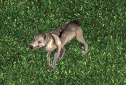 Great Wolf