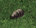Sand Worm