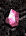 Gem of the Stars